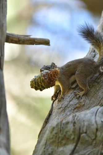Endangered red squirrel numbers steady despite bad year on Mount Graham