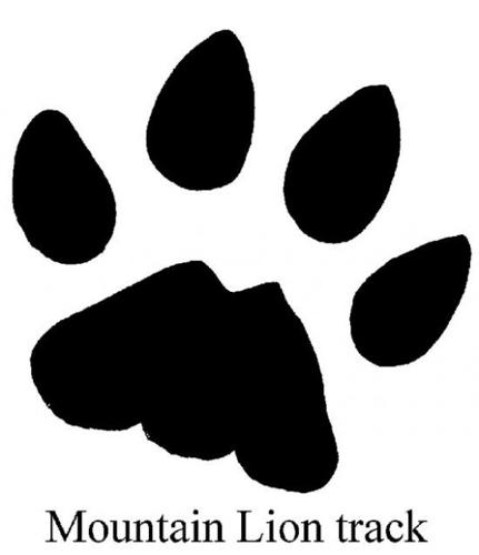 How to read the footprints of desert critters  