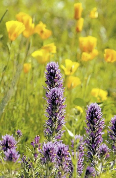 See floral shows  