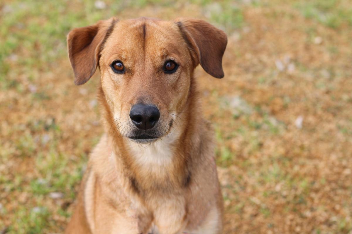 Adopt A Pet Tucson Az Dog adoption in Tucson, AZ 85718 Pug mix Dog