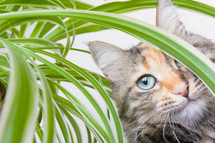 Safe Plants For Cats And Dogs