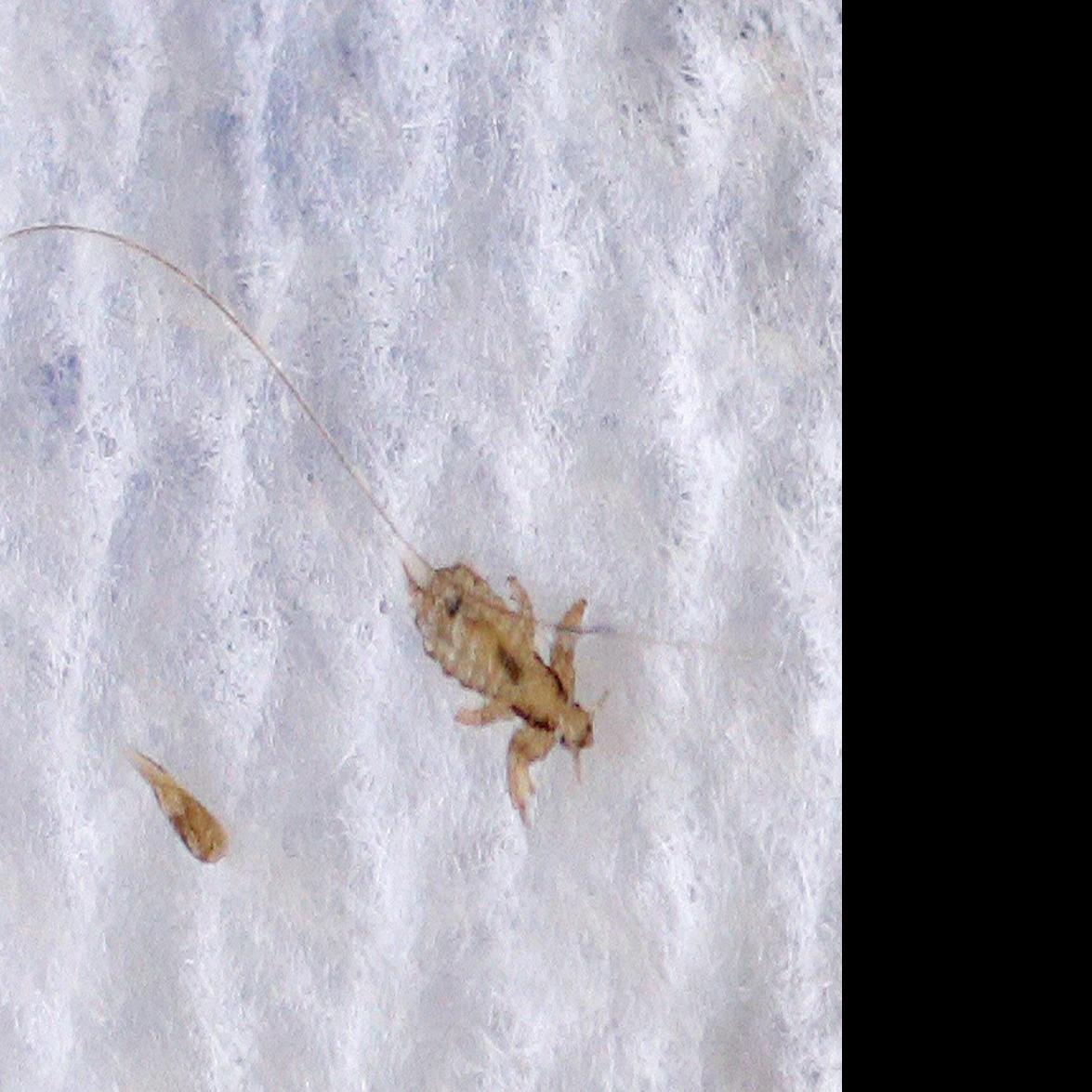 Super Lice Found In Arizona They Re Harder To Get Rid Of Local