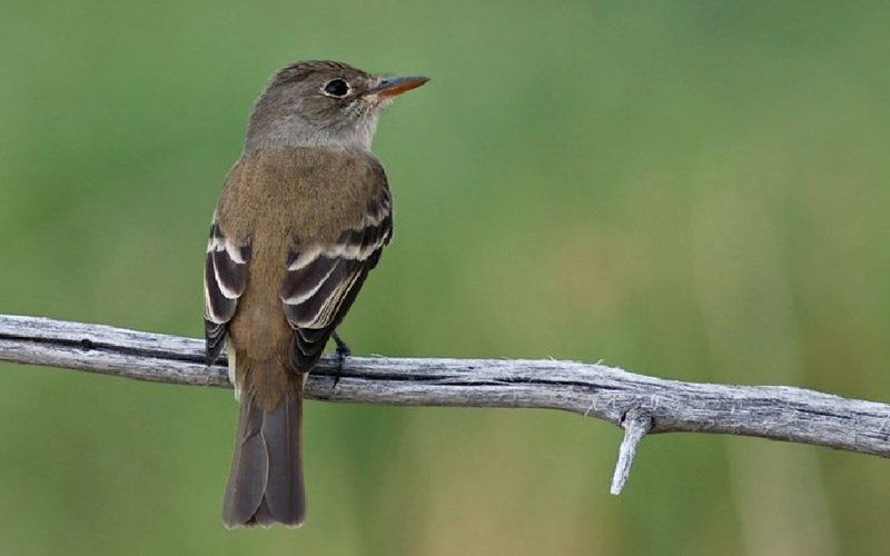 Beetles vs. birds: What happens when fighting nature with nature backfires?