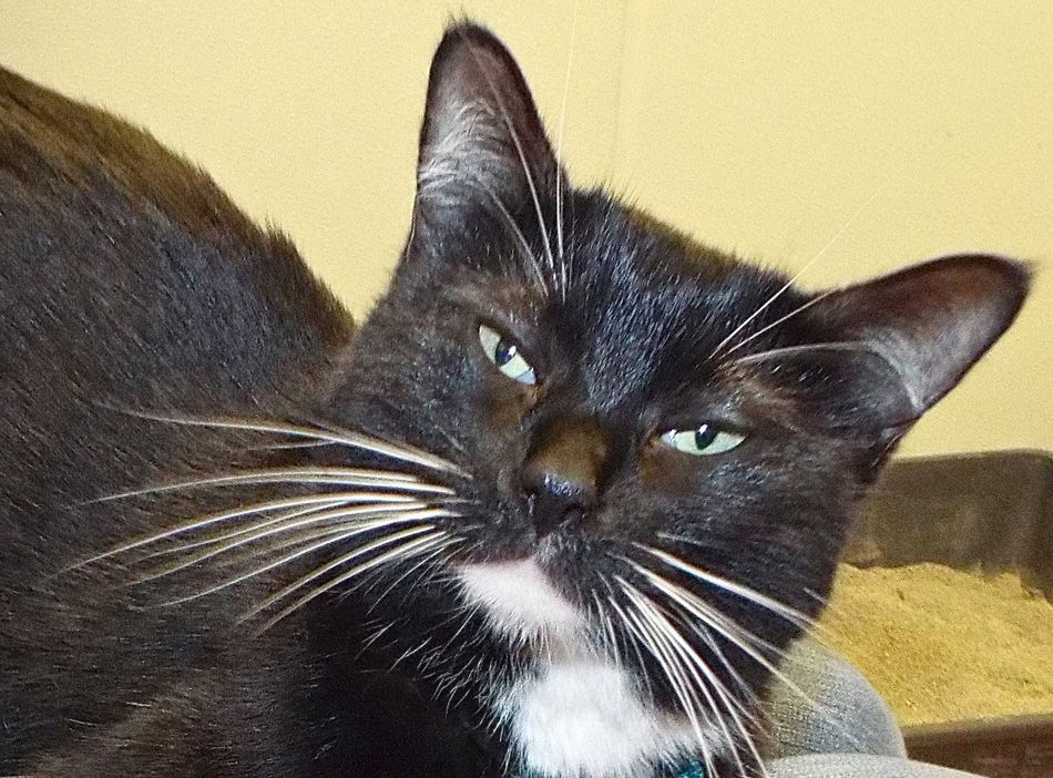 Adopt a Friend - Big Kitty