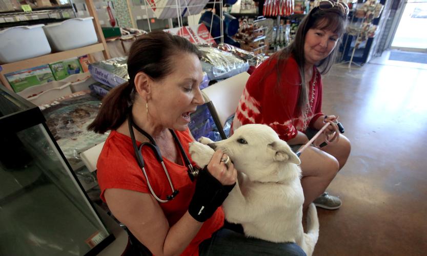 Animal Fair shot clinic