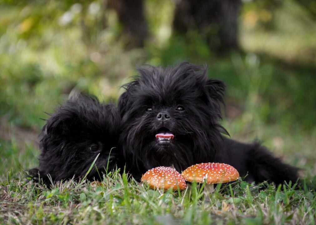 can a affenpinscher eat slim jim