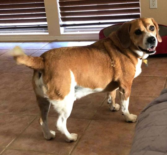 Adopt a friend: Duke