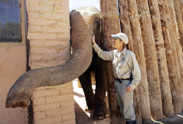 Reid Park's beloved Connie put down at San Diego Zoo    