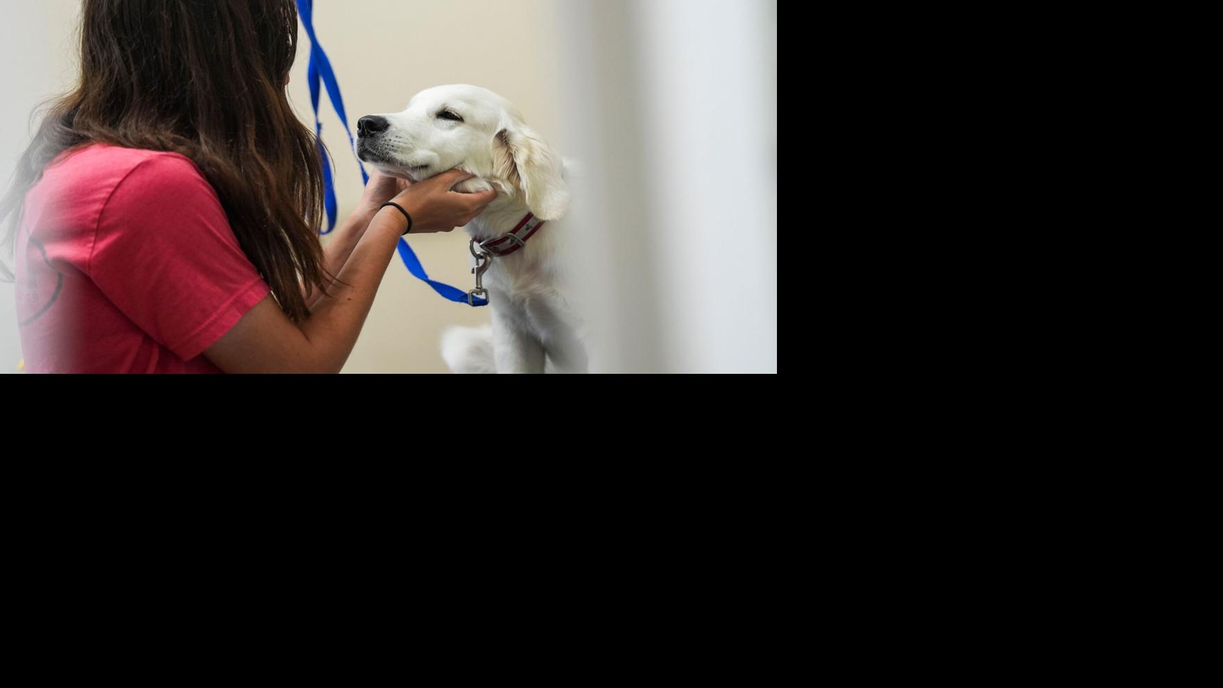 The best apartment dogs aren't always the smallest ones