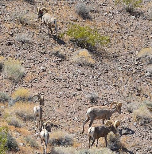 Desert bighorn sheep