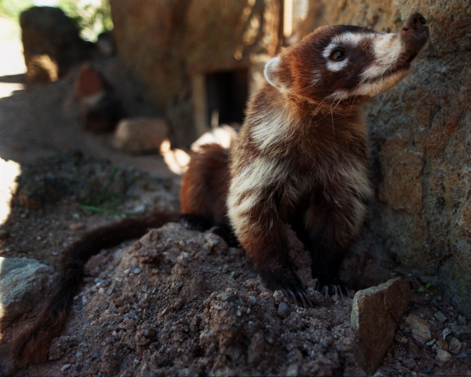 Critters of Southern Arizona