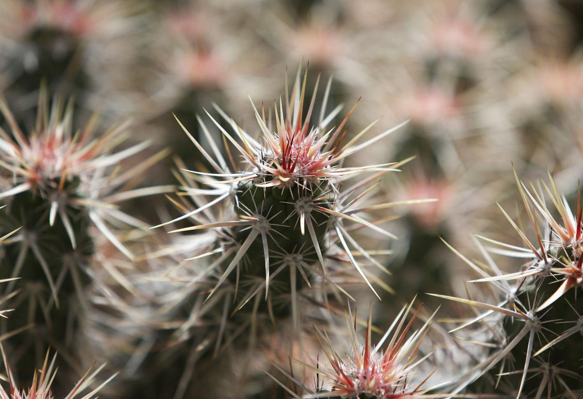 Sonoran Conference To Celebrate Cactus And Succulents Home Garden Tucson Com