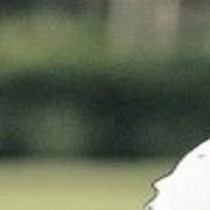 Alstott S Season Over Because Of Neck Injury Nfl Tucson Com