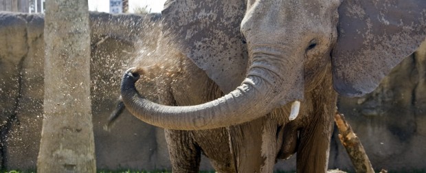 Reid Park elephants dig the mud wallow
