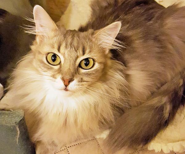 Adopt A Friend: Beatrice