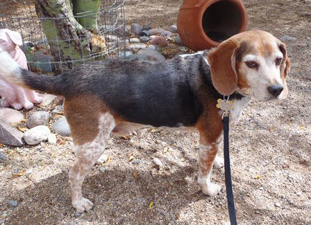 Adopt A Friend: Ollie