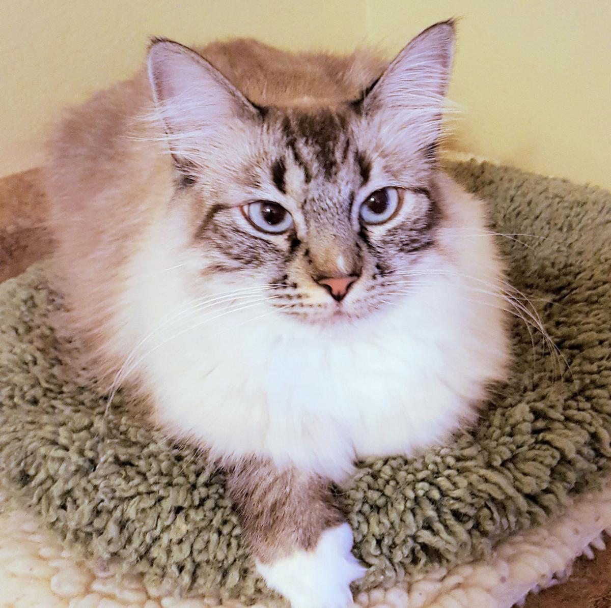 Adopt a Friend - Buffy