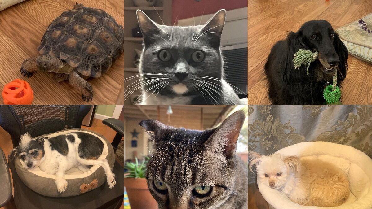 From top left to right: Dorothy, Finn, Olivia, Tebow, Nala and Zola