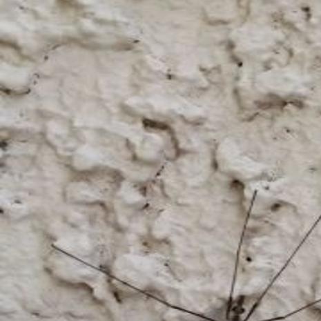 Harmless Crane Flies Aren T Uncommon Insects In Tucson Following