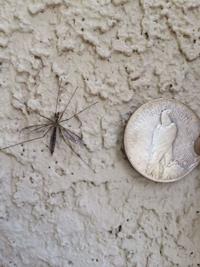 Harmless crane flies aren't uncommon insects in Tucson following wet winter