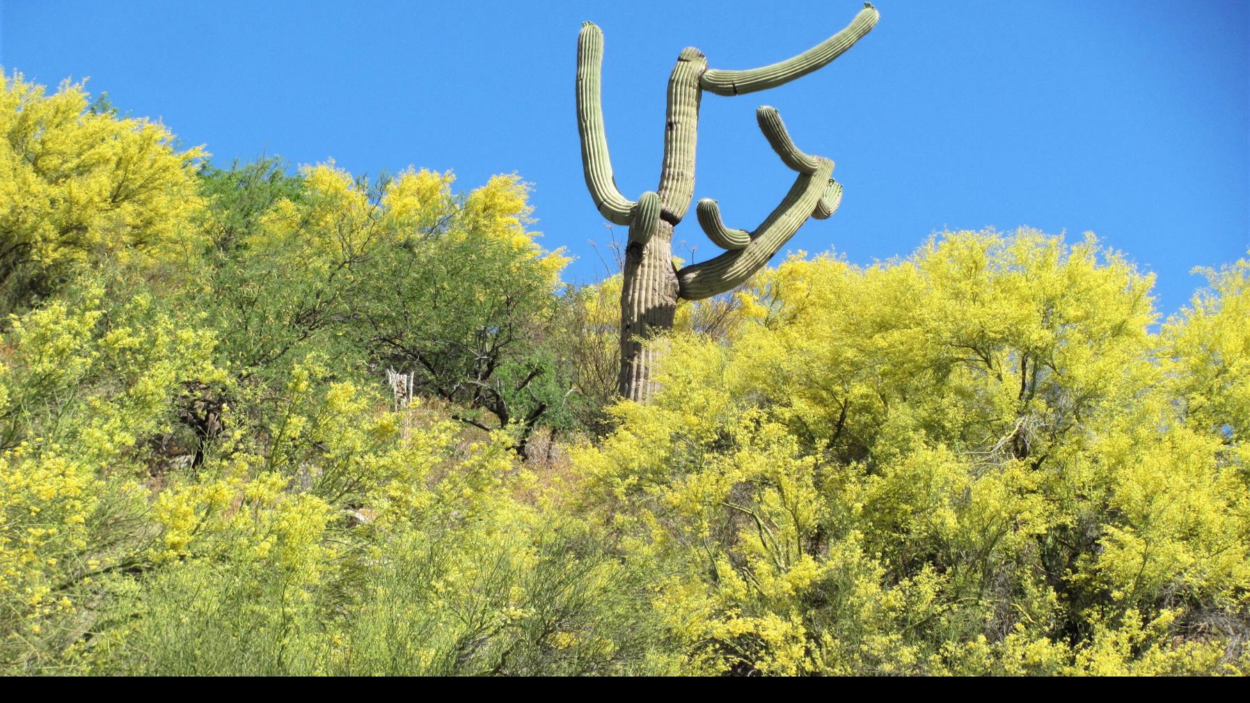 Palo Verde Trees Are In Spectacular Bloom In And Around Tucson Outdoors Tucson Com