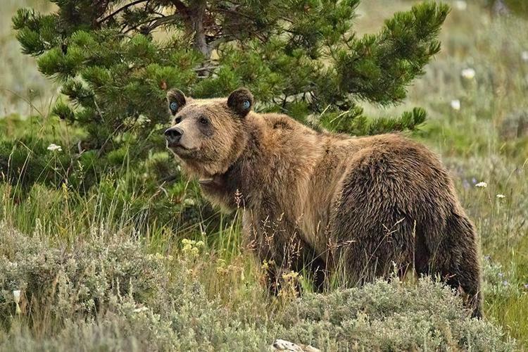 Grizzly bear 896