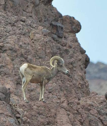 Desert bighorn sheep