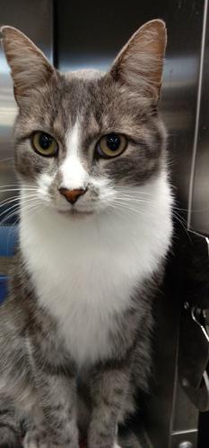 Adopt a friend: Bobby Lee