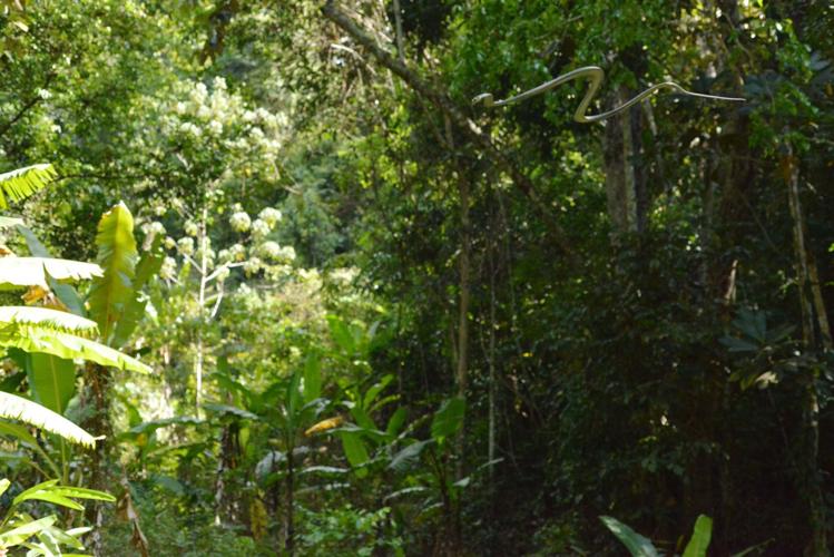 Flying snakes? Here's how they can glide through the air