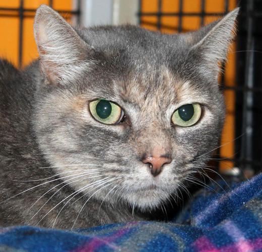 Adopt a Friend: Esme