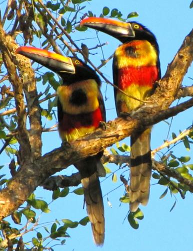 Birding_2.jpg