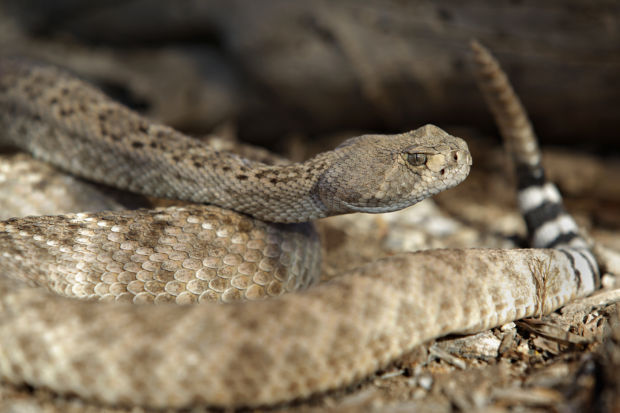 Rattlesnake