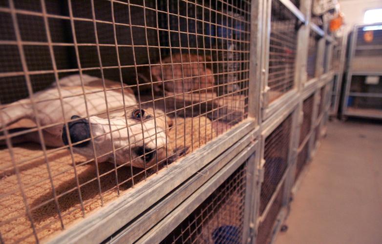 Tucson Greyhound Park