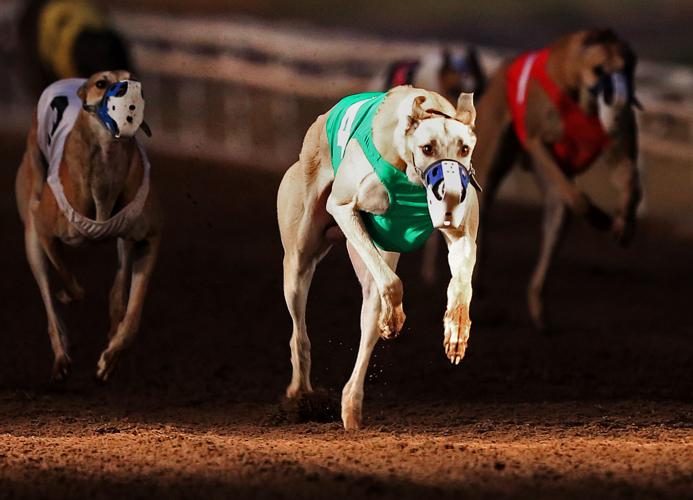 Last race at Tucson Greyhound Park