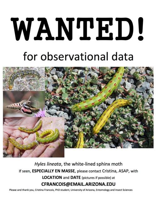 Garden Sage: White-lined sphinx caterpillar montage