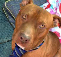 Red – Mixed Bully Breed