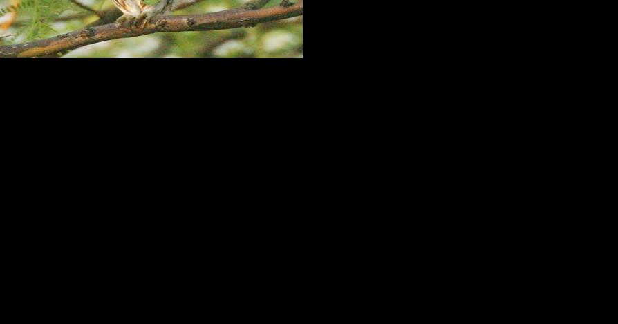 Tucson group sues to force faster US decision on pygmy owl - Vimarsana News