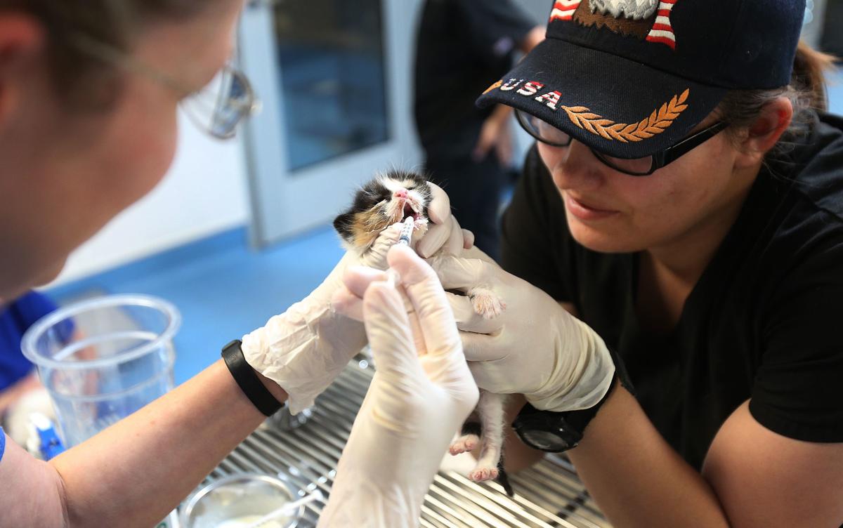 Tucson City Council approves increase in funding to Pima Animal Care Center