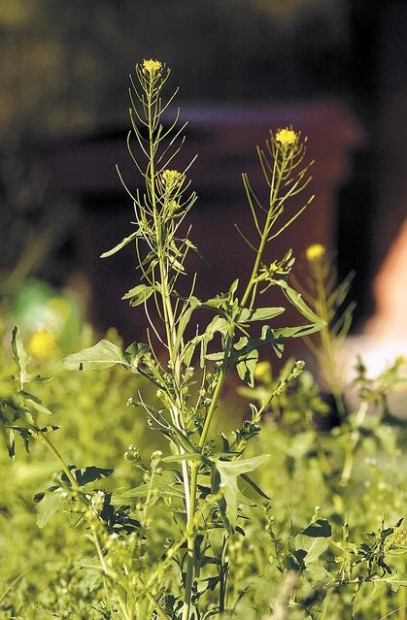 Weeds gone wild  
