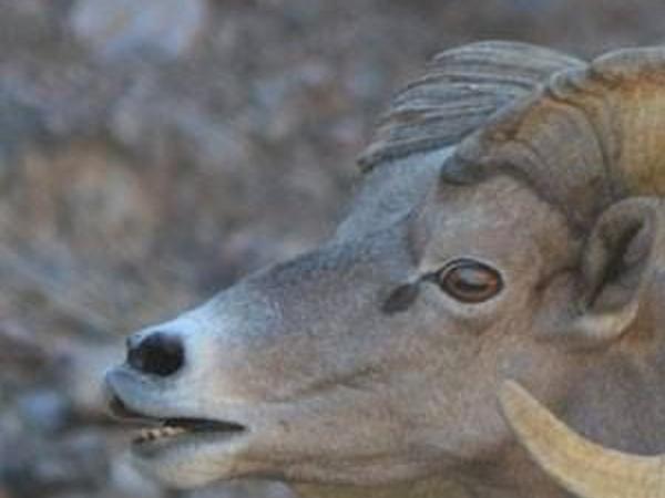 Why The Desert Bighorn Sheep Crossed The Road Local News Tucson Com