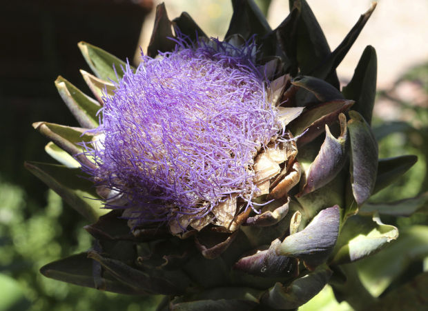 Garden oasis extends its hours for summer    