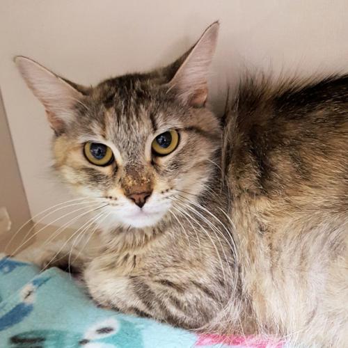 Adopt a friend: Gypsy