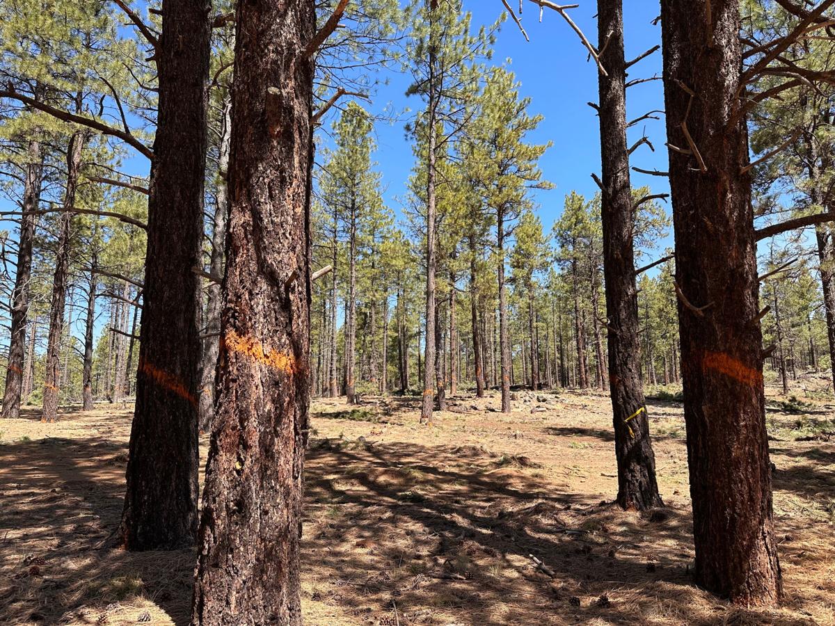 What the roadless rule means for Arizona's forests