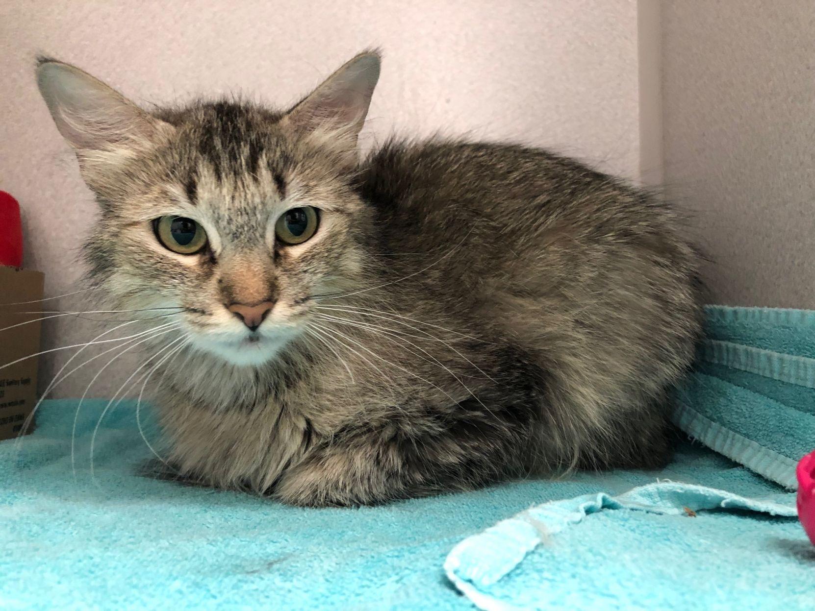 Pima Animal Care Center Offering Free Cat Adoptions In June Pets