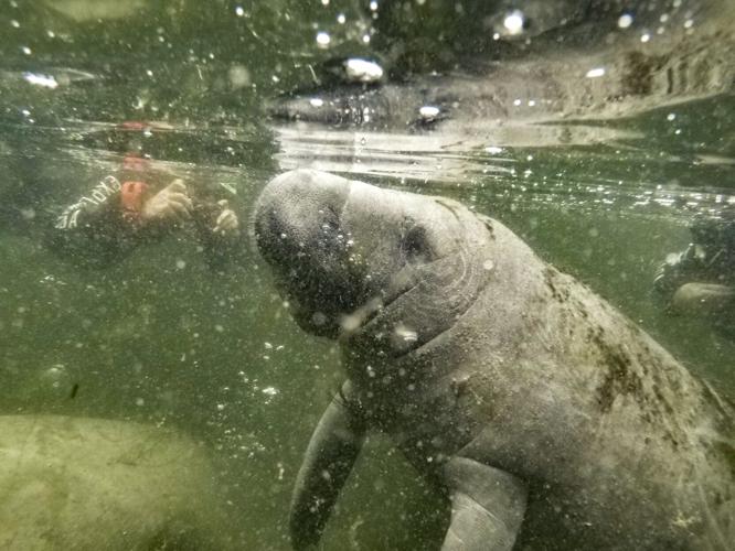 US-NEWS-WILL-FLORIDA-MANATEES-BE-LISTED-2-PT.jpg