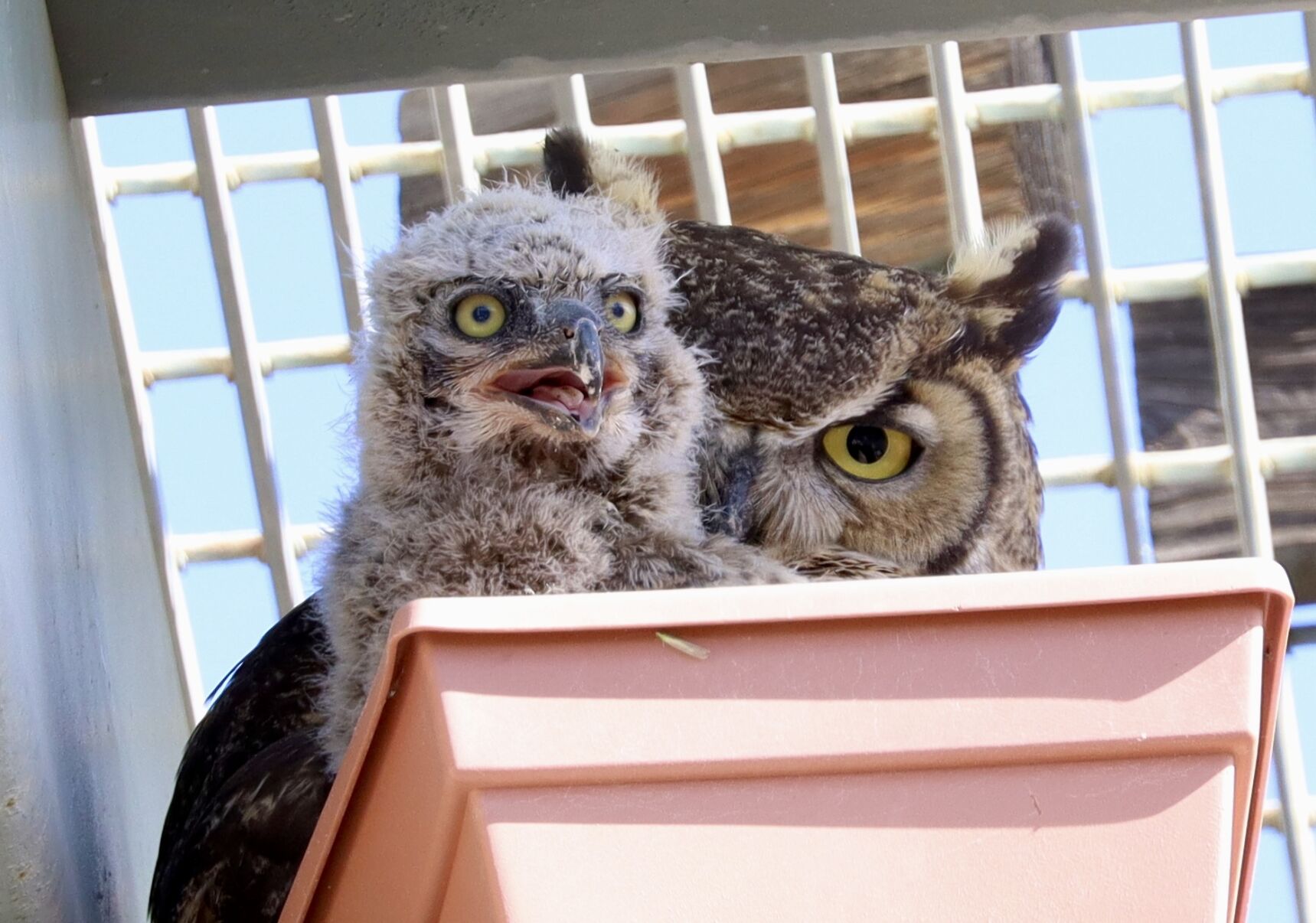 owl's kid No.60 Animals | A rare snowy owl nicknamed “Rusty” is