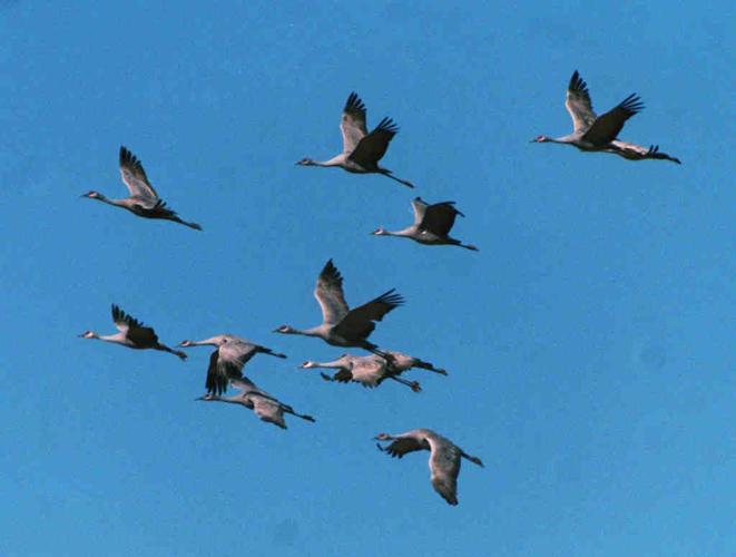 Sandhill cranes in Arizona