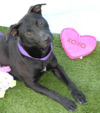 Photos: Adopt a friend