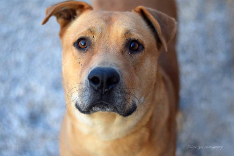 Adopt A Friend: Dezi