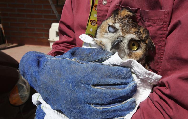 Wildlife sanctuary rebuilds